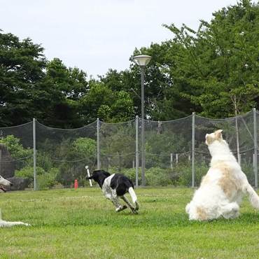 ひまわりの写真