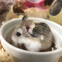 名前はまだないのです