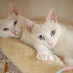 ＊子猫〜中猫譲渡会＊一時預かりボランティアさん募集説明会