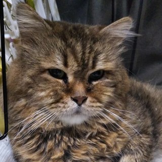 とても甘えん坊で優しい男の仔です。