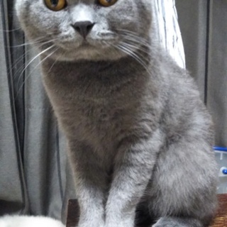 可愛いブリティッシュの男の仔!お願い致します。