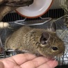 もこもこ27