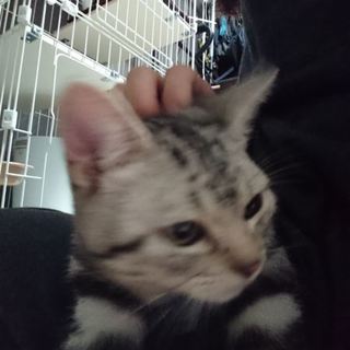 代理投稿　甘えん坊アメショ