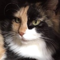 飼いやすいおっとり長毛。仲良し茶白くんと一緒に！