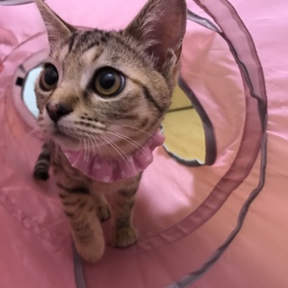 【3ヶ月】美人さん姉妹の「ぽぽ」ちゃん