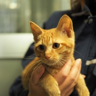 12-B 茶トラ　オス