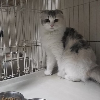 スコティッシュフォールド折れ耳の女の子