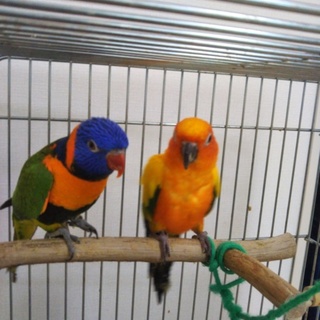 コガネメキシコインコ　ローリー