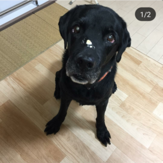 学習能力が非常に高くとっても穏やか犬猫ともＯＫです