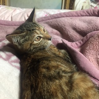 7兄弟☆末っ子ロンちゃん