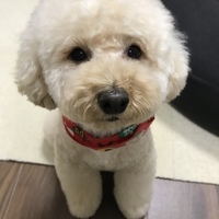 アニー