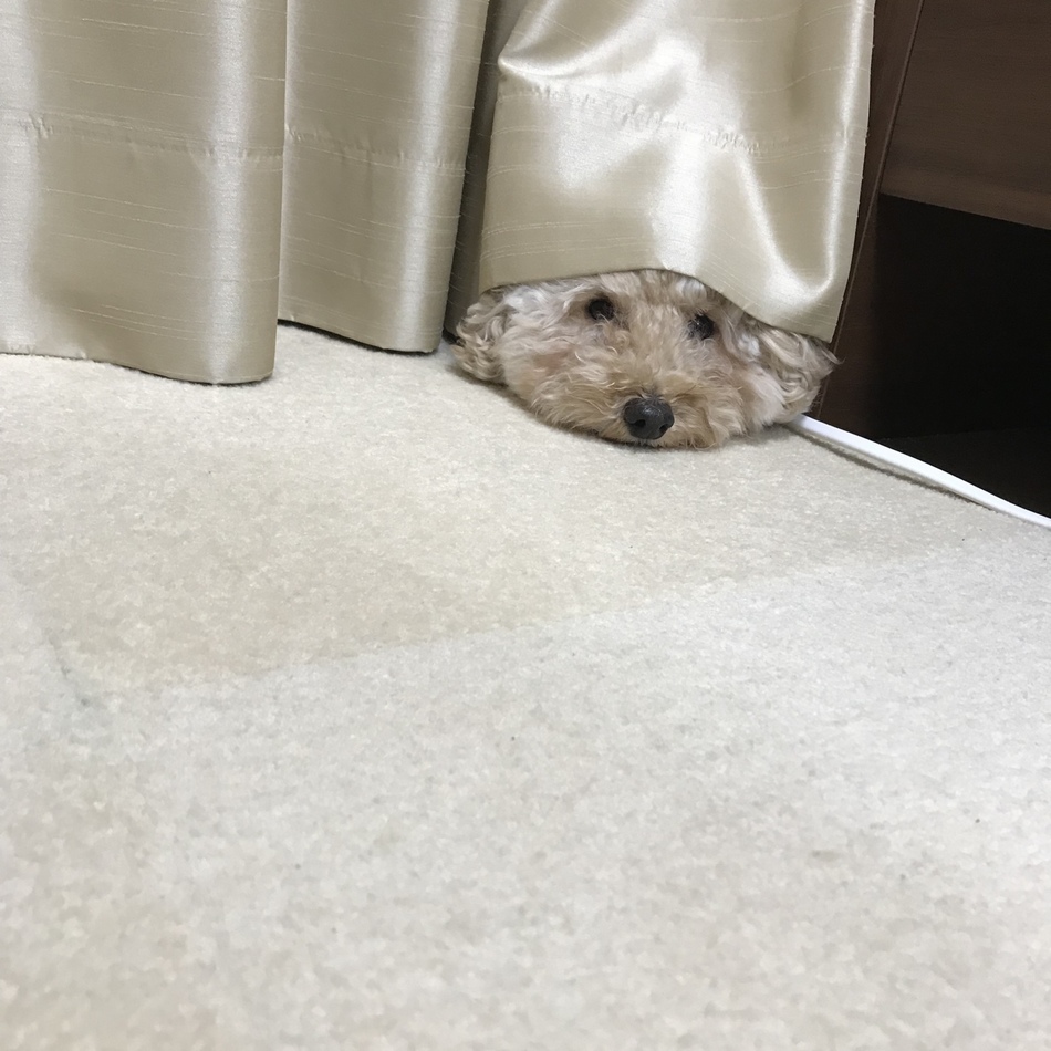 アニーのカバー写真