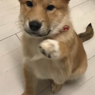 少し恥ずかしがり屋な男の子