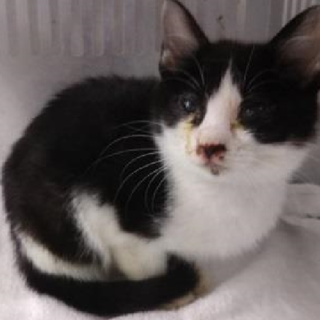 幼い子猫　収容期限1/4朝迄