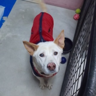 素敵な家族を探しています。