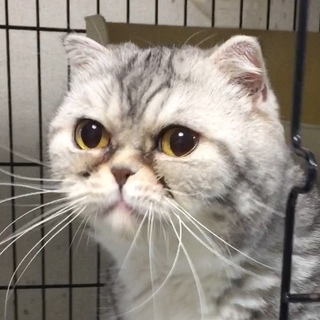 可愛い甘え上手なスコ女の子★代理投稿★