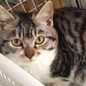 保護猫3ヶ月 母はペルシャ父は雑種、の女の子です