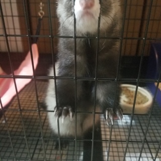 フェレット♀ 生後4ヶ月