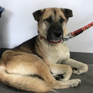 里親様決定♡たれ耳の大型わんこ♡