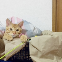ちい