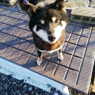 黒柴★ショコラ★岐阜～★10歳★里親募集