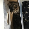 りん