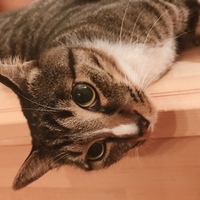 ある