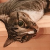 ある