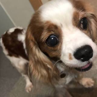 甘えん坊でご飯大好き、キャバリアらなちゃん