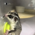 フクロモモンガです