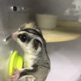 フクロモモンガです