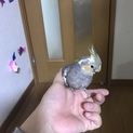 【里親様決定致しました】オカメインコ里親様募集