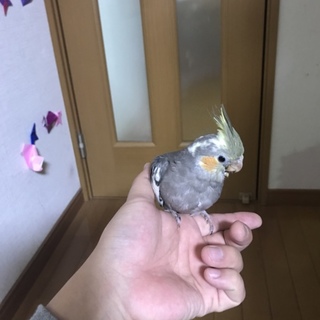 【里親様決定致しました】オカメインコ里親様募集