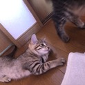 幸せに育ててくださる方よろしくお願いします