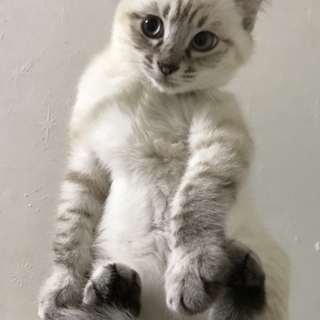 シャムミックスの男の子