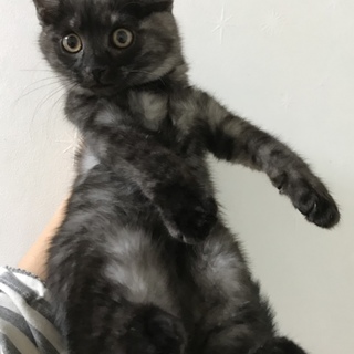 スモークの男の子