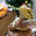 フトアゴヒゲトカゲ2歳♂です