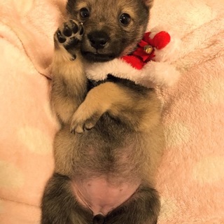 甘えた人懐っこい女の子 1ヶ月 かえでちゃん