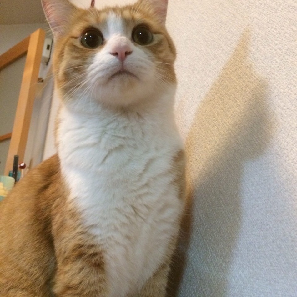 こはくのカバー写真