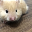 可愛い生後1ヶ月キンクマです！