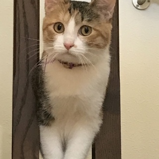 美人三毛猫里親様募集中