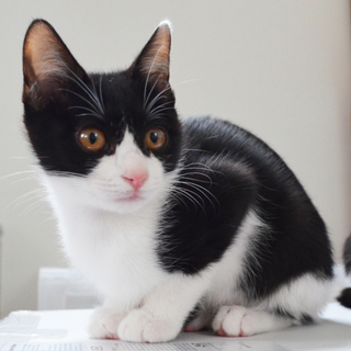 おっとりかわいい白黒猫のシュウ