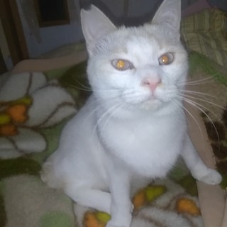 自由気ままにお魚大好き兄弟1