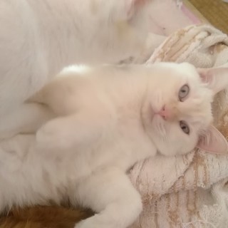 自由気ままにお魚大好き兄弟2