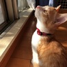 むぎ