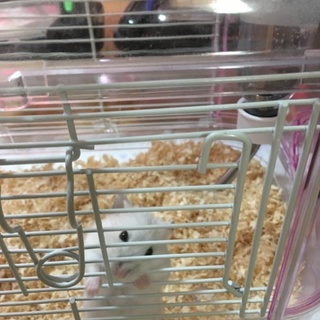 ジャンガリアンハムスター