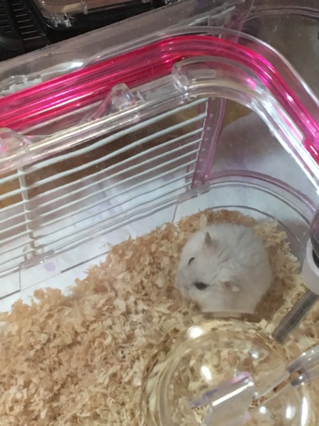 ジャンガリアンハムスター サムネイル2