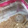 ジャンガリアンハムスター サムネイル2