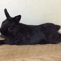 ネザーランドのお家探し。