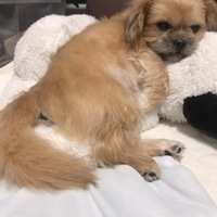 カシューナッツ